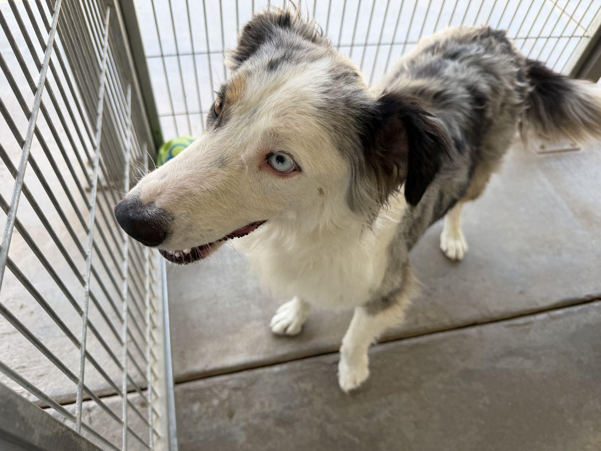 Enlarge Ella, an adopted Australian Shepherd in El Paso, TX image 2/6