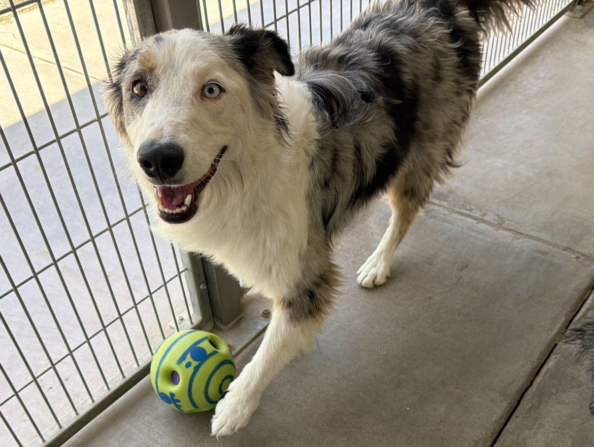 Enlarge Ella, an adopted Australian Shepherd in El Paso, TX image 6/6
