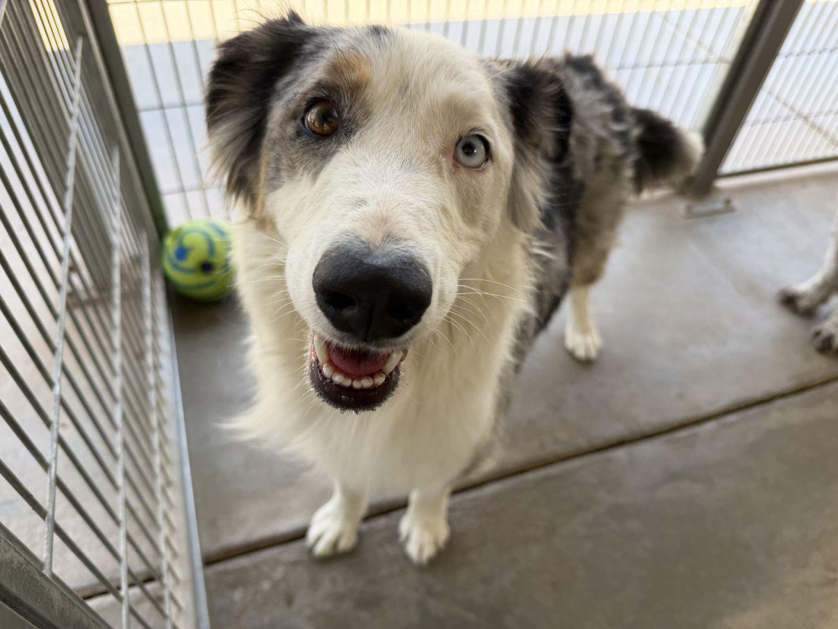 Ella, adopted, Young Female Australian Shepherd.