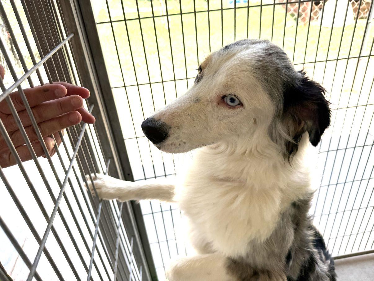 Enlarge Ella, an adopted Australian Shepherd in El Paso, TX image 3/6