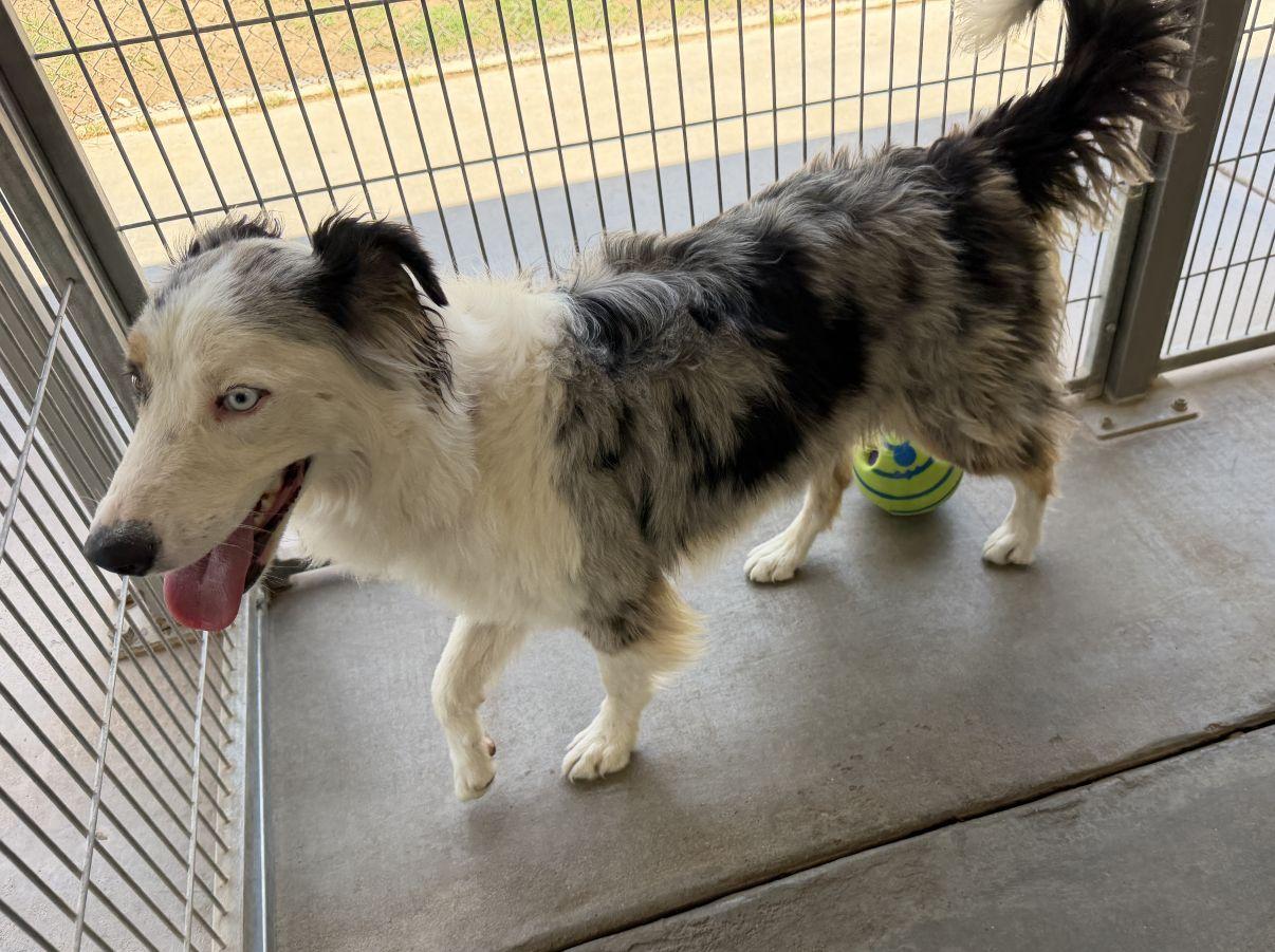 Enlarge Ella, an adopted Australian Shepherd in El Paso, TX image 5/6