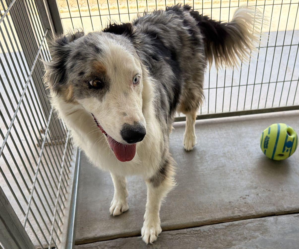Enlarge Ella, an adopted Australian Shepherd in El Paso, TX image 4/6