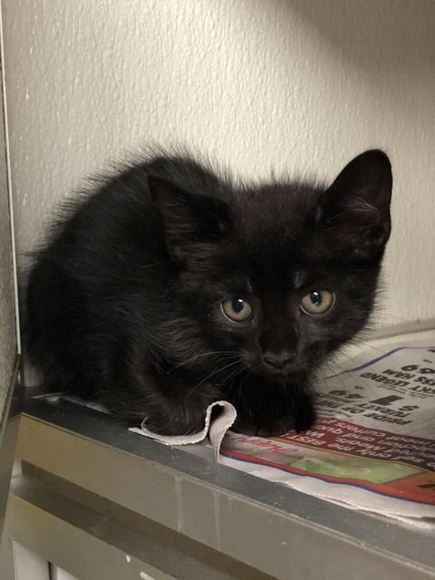 Enlarge Spooky, a Adopted mixed breed in Shelbyville, TN image 1/1