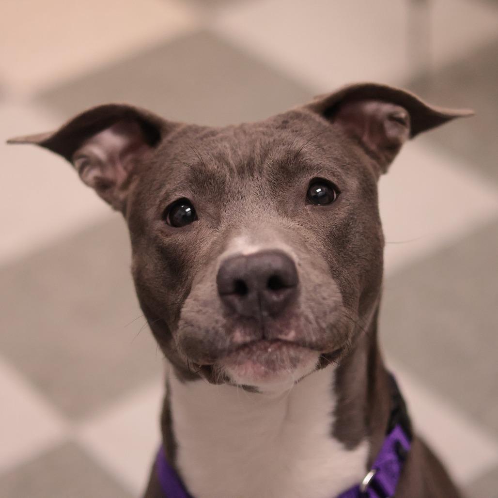 Frankie — thumbnail 2