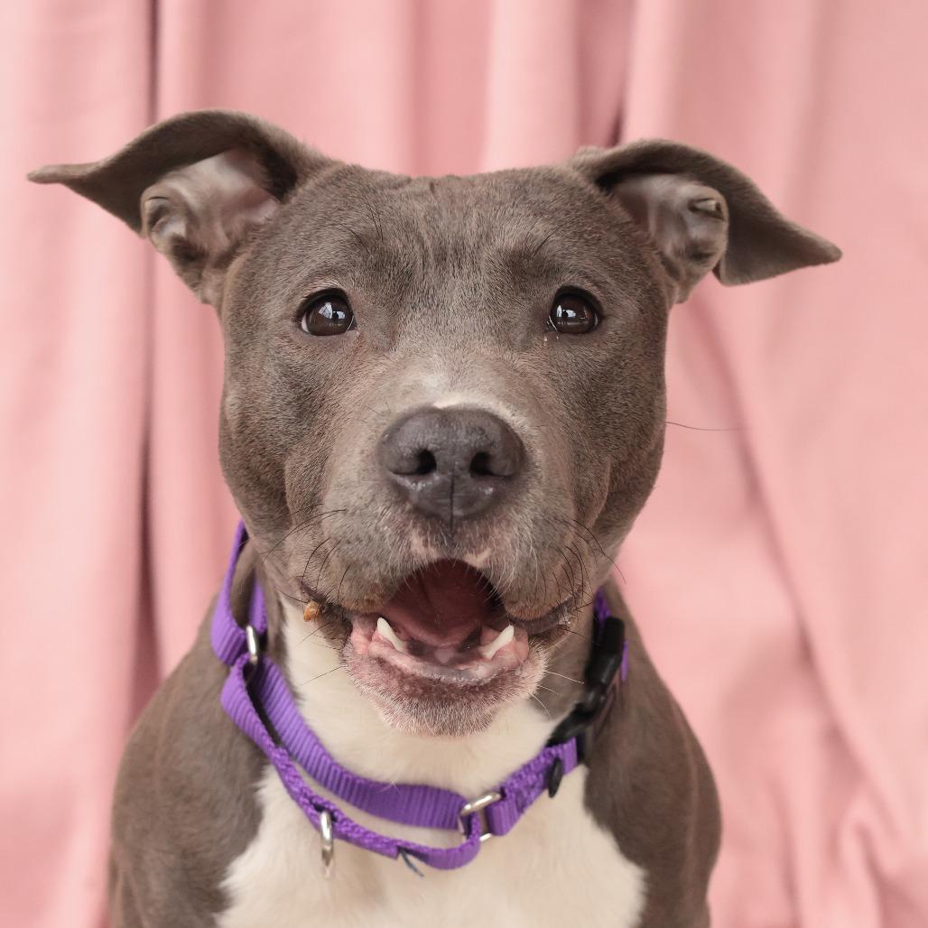 Frankie — thumbnail 4