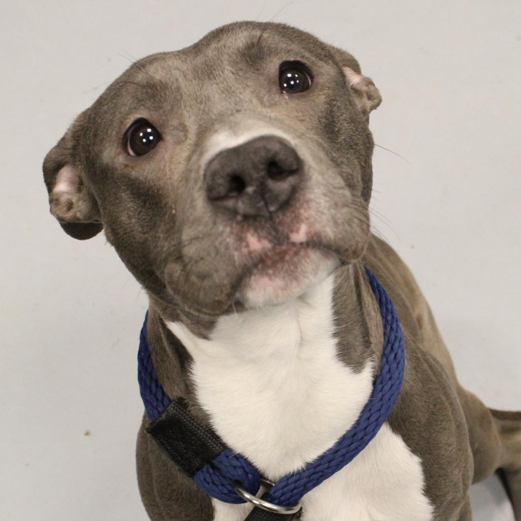 Frankie — thumbnail 6