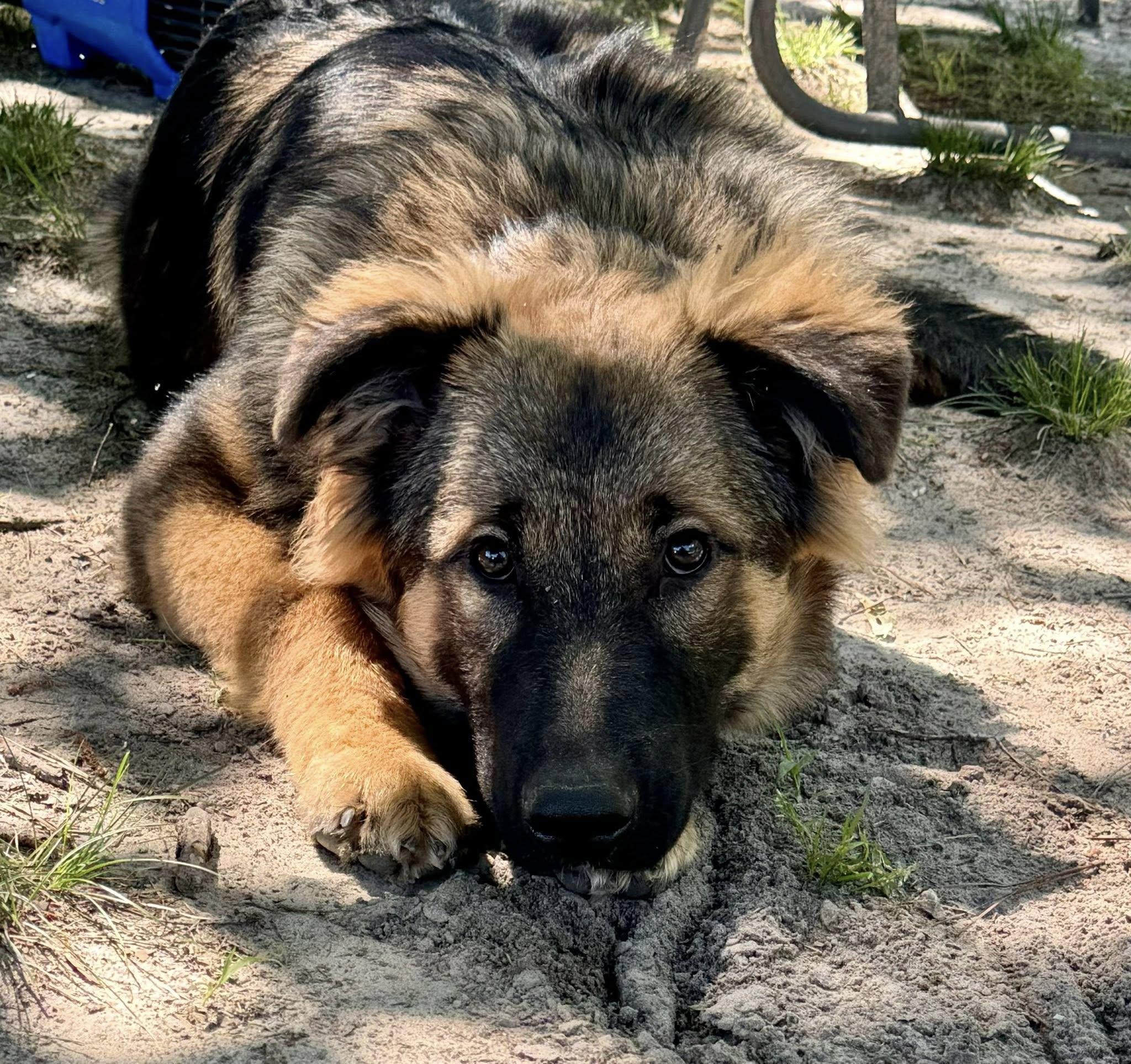 Mischief, ADOPTABLE, Young Male German Shepherd Dog.