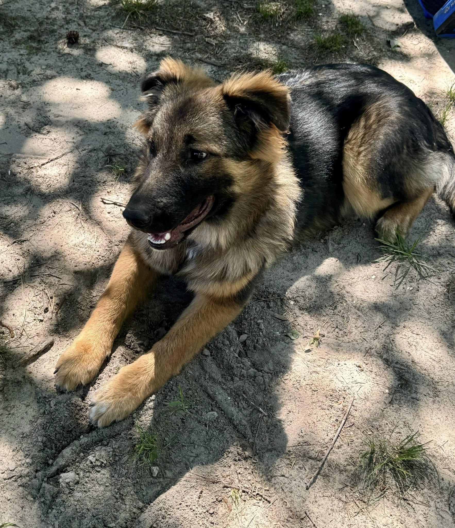 Enlarge Mischief, a ADOPTABLE German Shepherd Dog in Yorktown, VA image 4/5