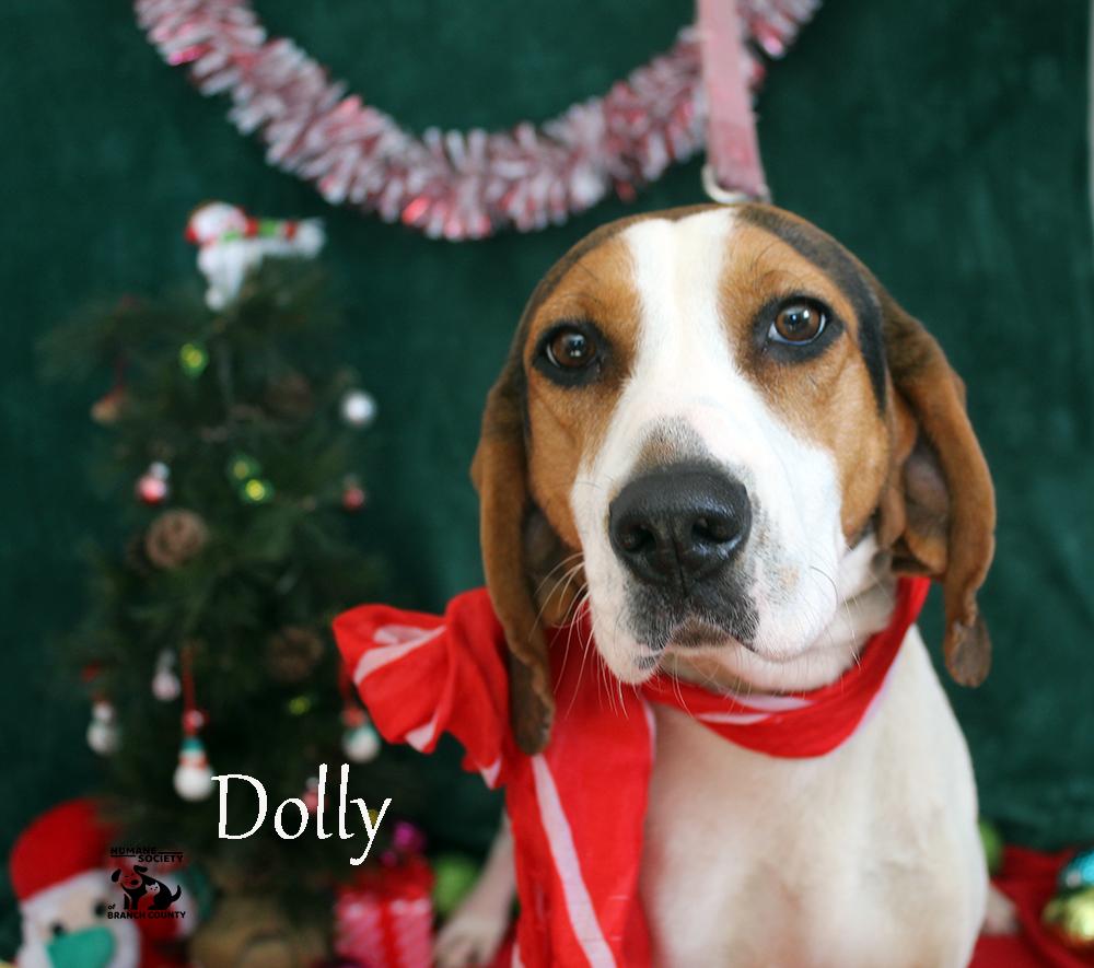 Enlarge Dolly, a ADOPTABLE mixed breed in Quincy, MI image 1/2