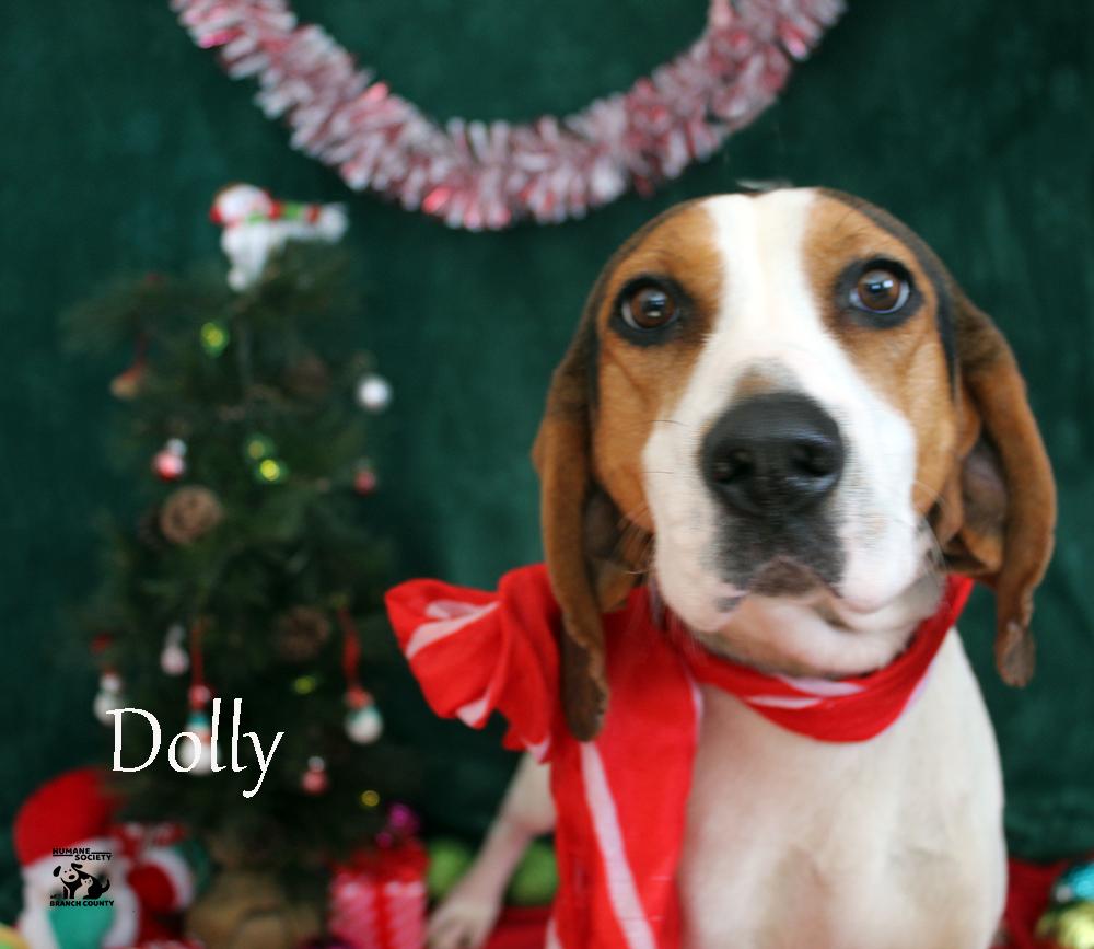 Enlarge Dolly, a ADOPTABLE mixed breed in Quincy, MI image 2/2