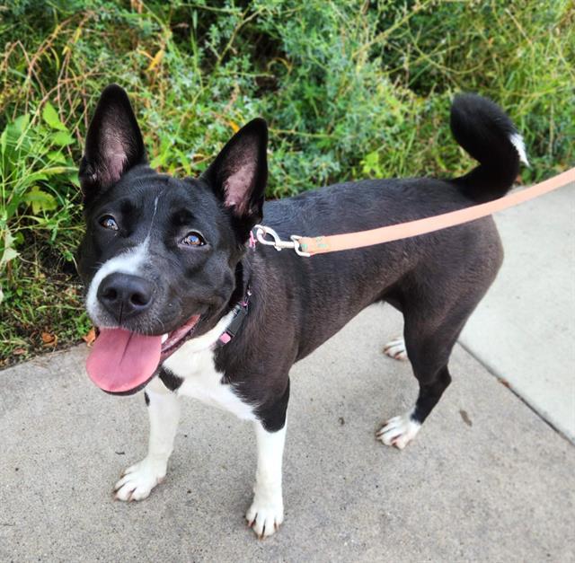 Enlarge LAYLANG, a Adoptable mixed breed in Minneapolis, MN image 1/1