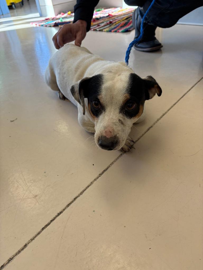 MoJo/ Benny*, Adopted, Adult Male Dachshund & Mixed Breed.