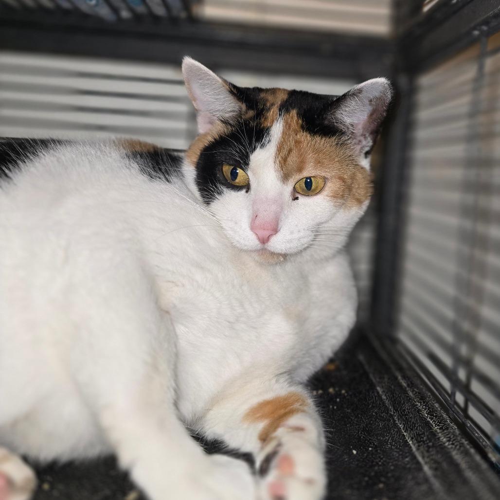 Mrs. Potts, Adoptable, Adult Female Domestic Short Hair.