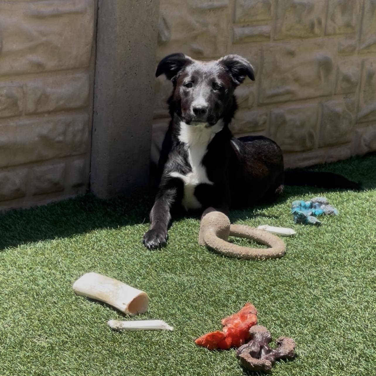 Lilo, an adopted mixed breed in Houston, TX image 3/5