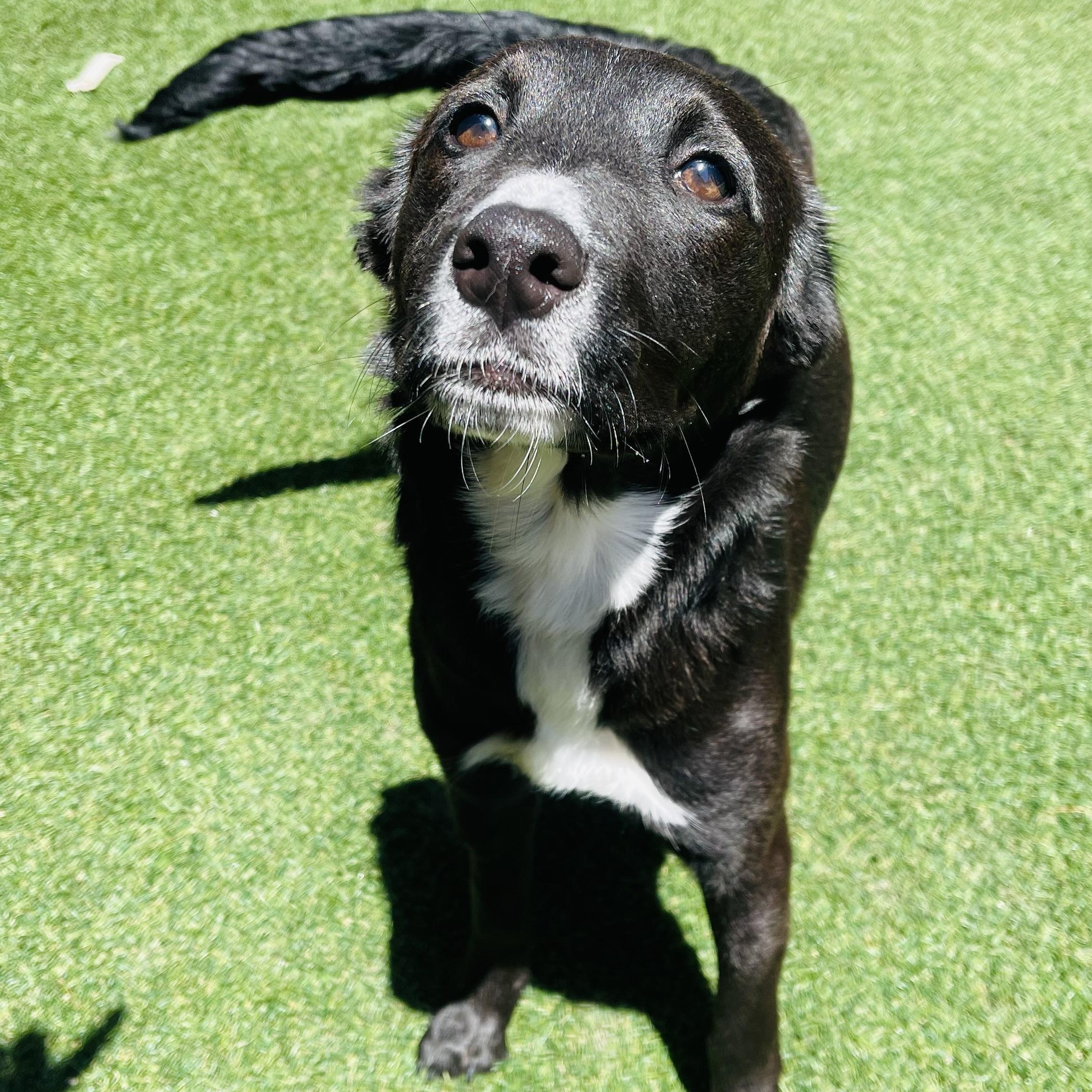 Lilo, adopted, Puppy Female Mixed Breed.