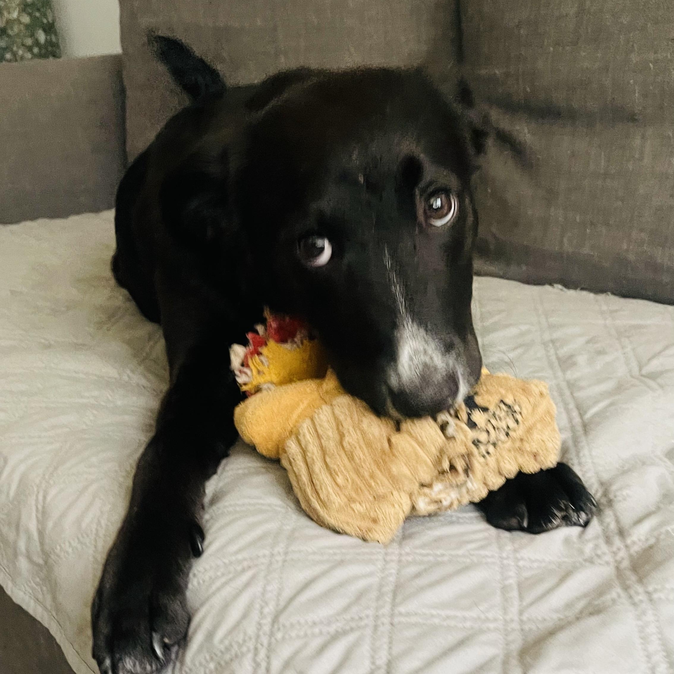 Lilo, an adopted mixed breed in Houston, TX image 2/5