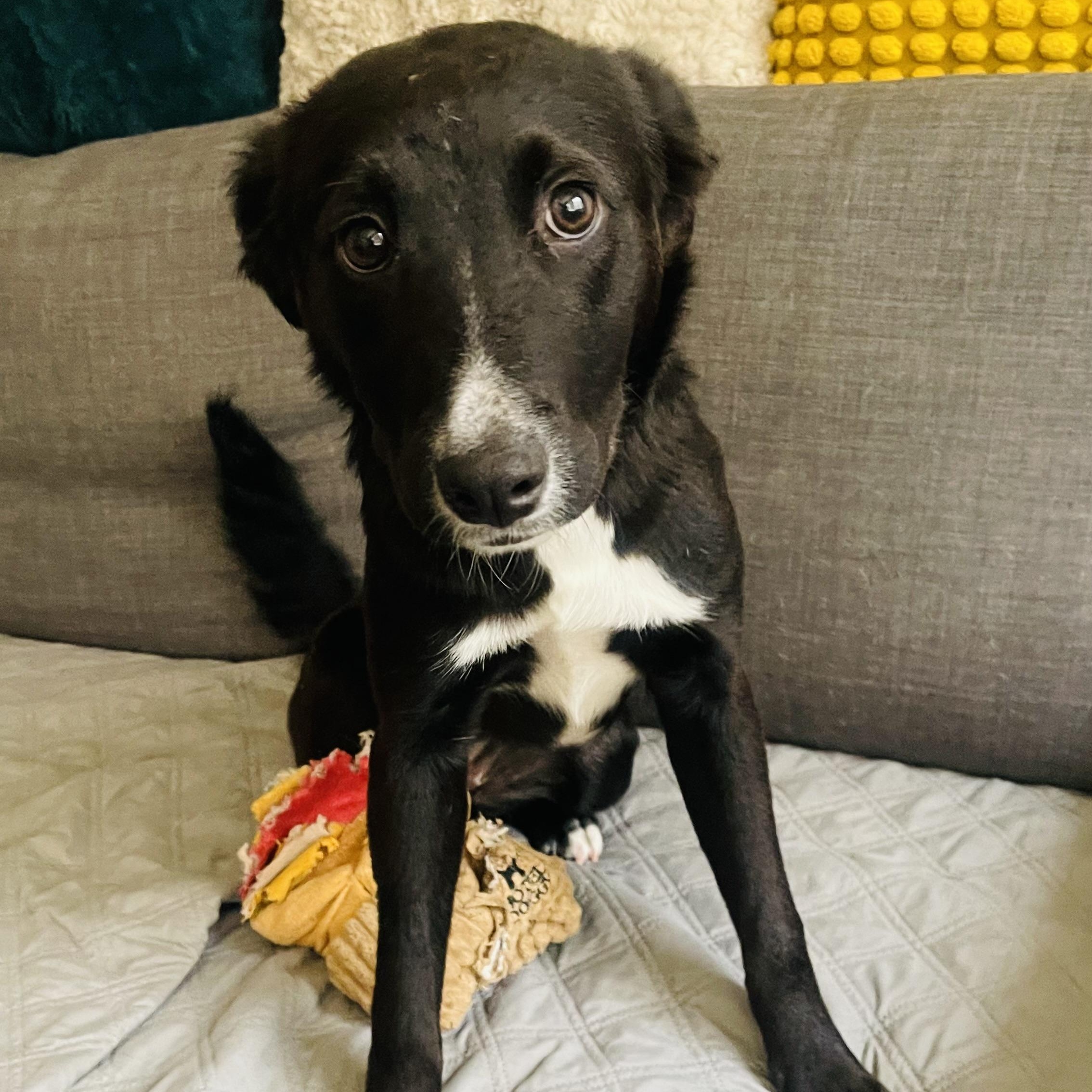 Lilo, an adopted mixed breed in Houston, TX image 4/5