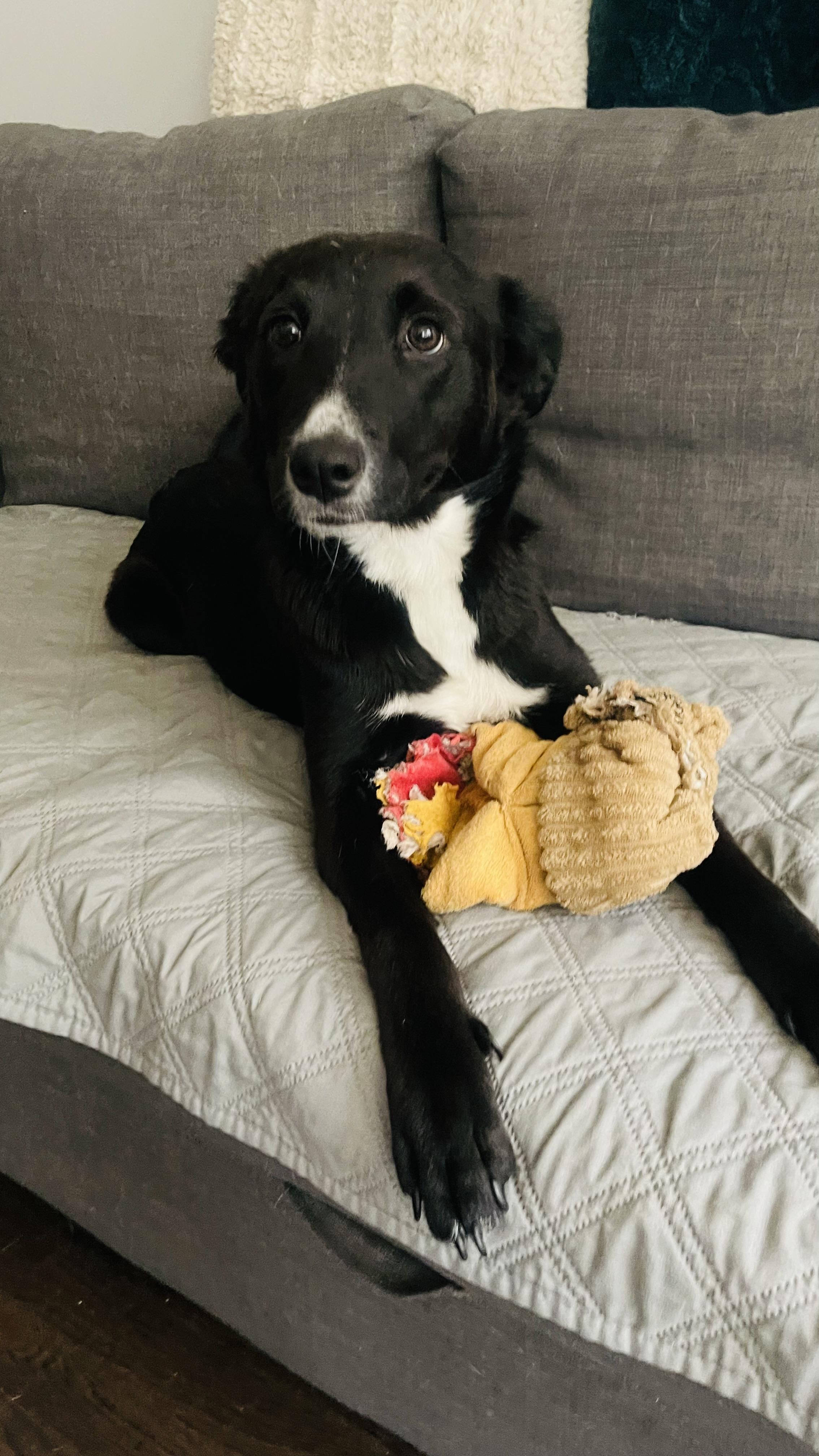 Lilo, an adopted mixed breed in Houston, TX image 5/5