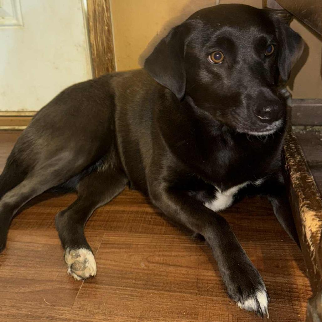 Betsy 102408, Adoptable, Adult Female Black Labrador Retriever.