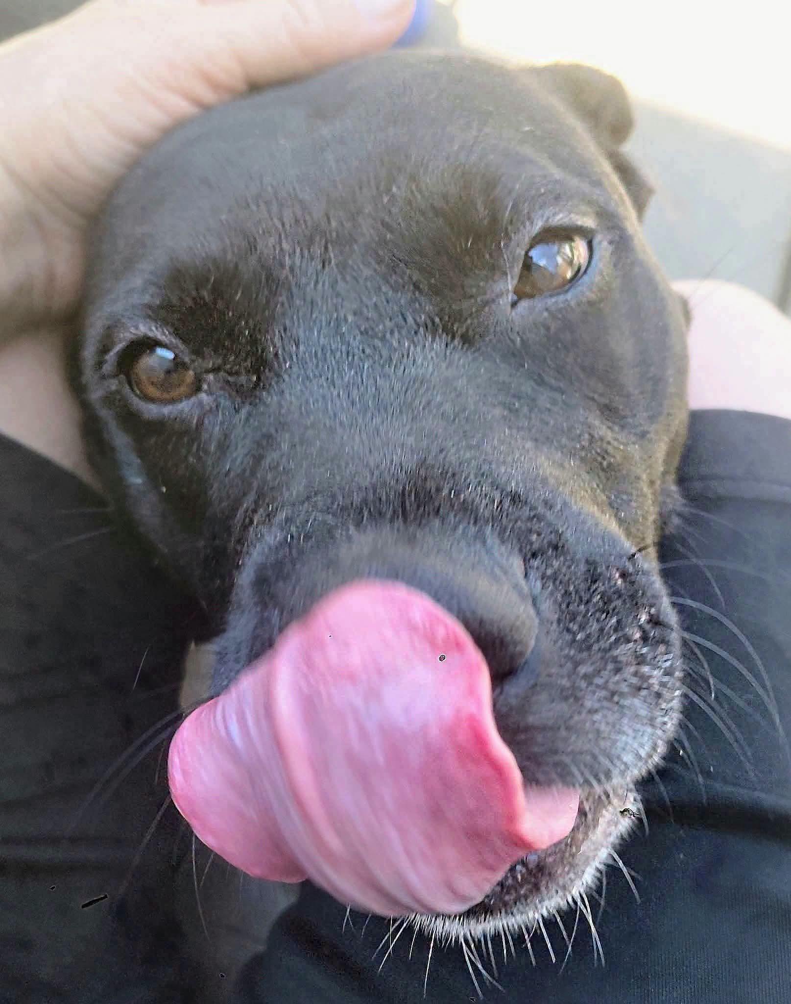 Enlarge BELLA, a ADOPTABLE mixed breed in Flint, MI image 4/5