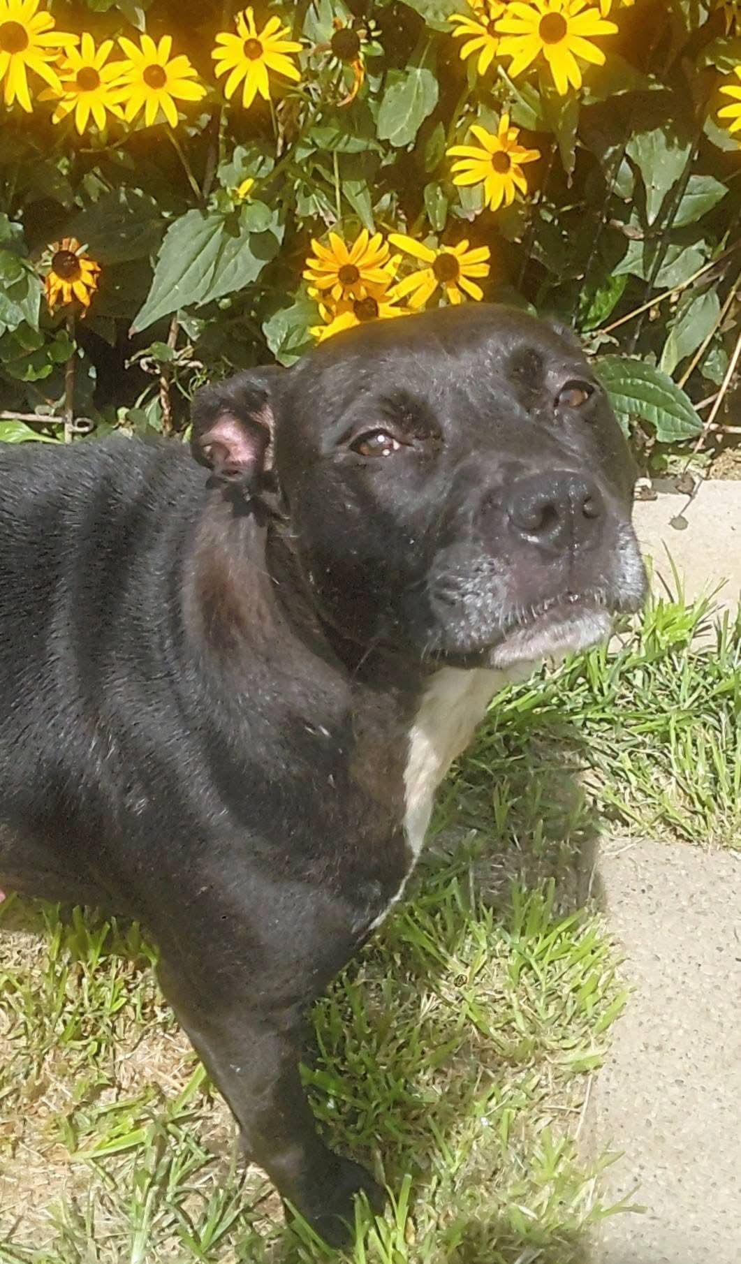 Enlarge BELLA, a ADOPTABLE mixed breed in Flint, MI image 3/5