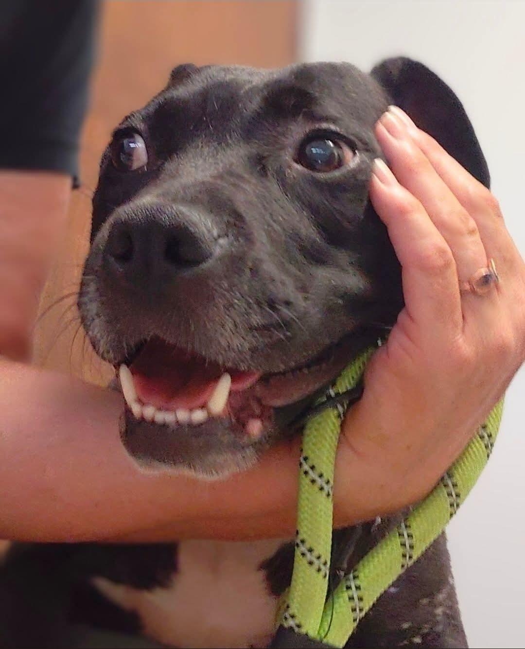 Enlarge BELLA, a ADOPTABLE mixed breed in Flint, MI image 2/5