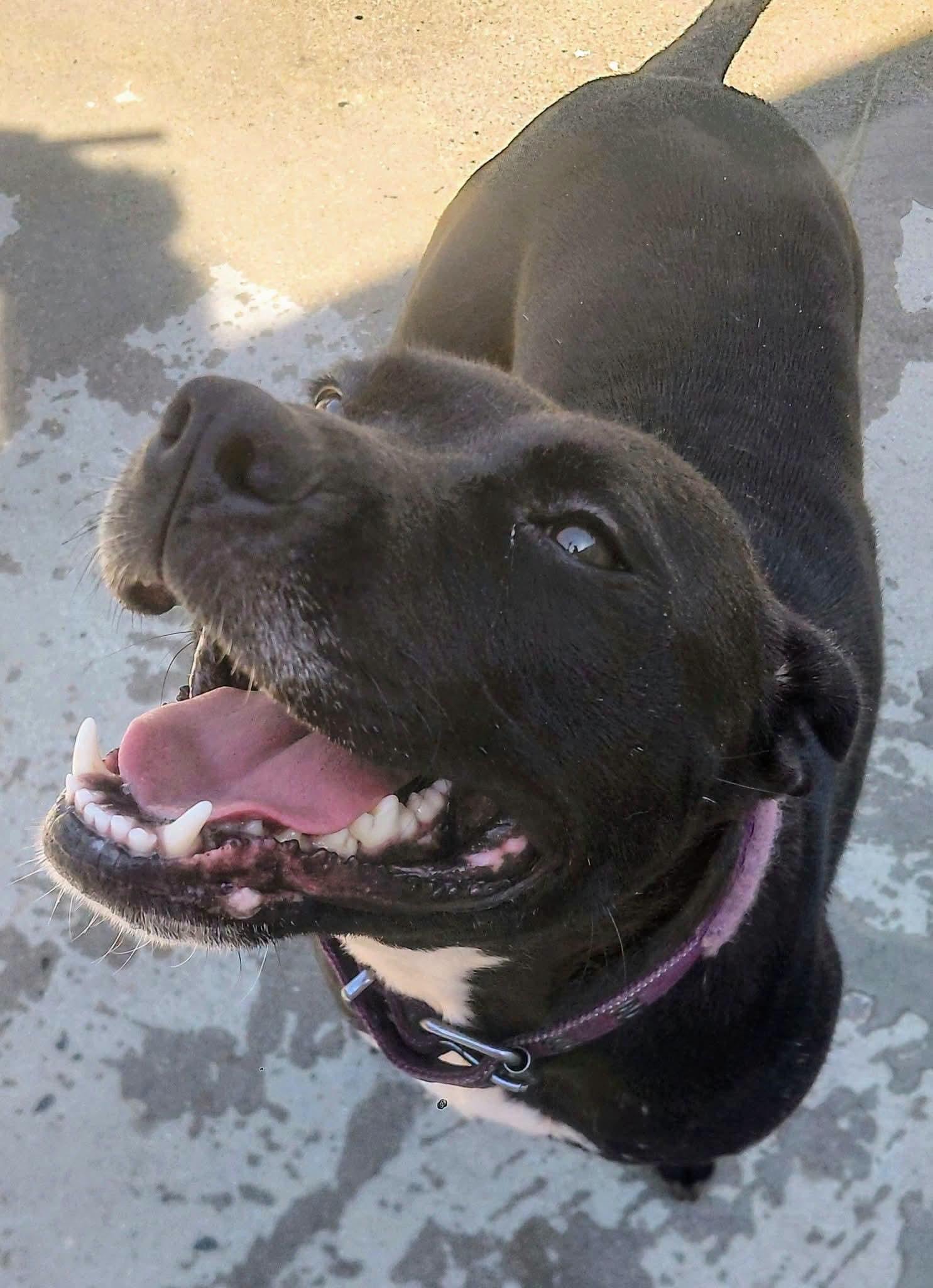 Enlarge BELLA, a ADOPTABLE mixed breed in Flint, MI image 5/5