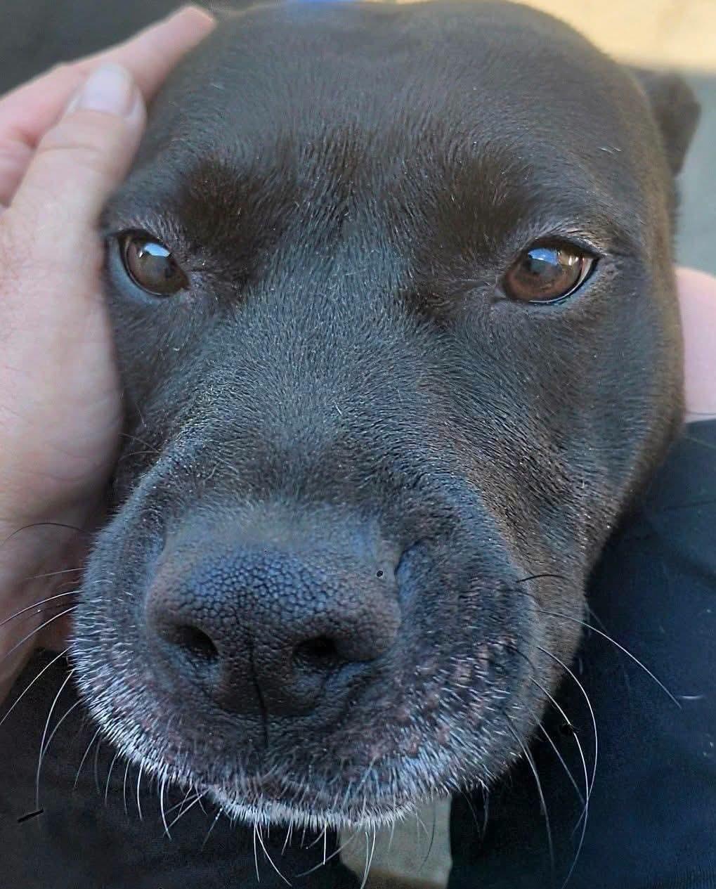 BELLA, ADOPTABLE, Young Female American Staffordshire Terrier.