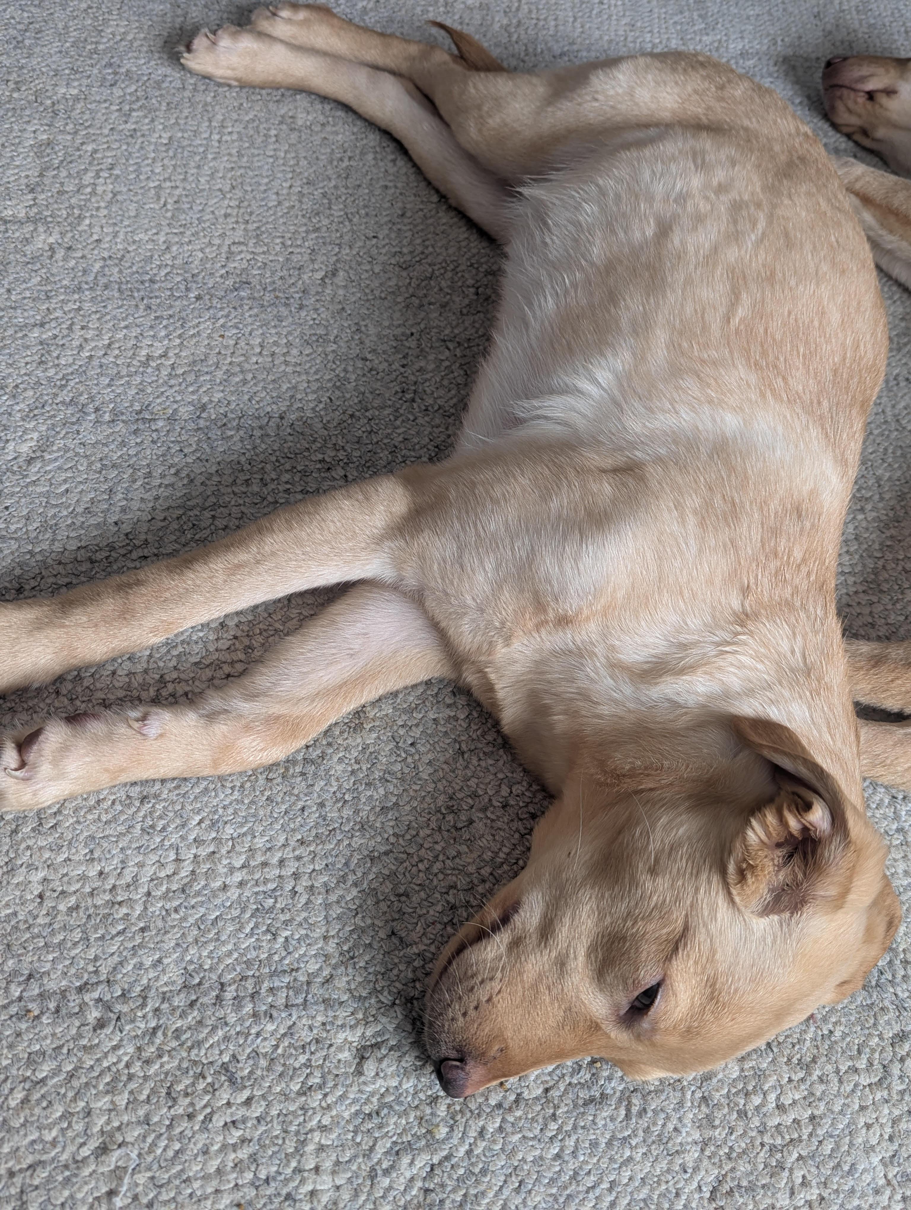 Enlarge Nala, an adopted mixed breed in Monticello, MN image 4/5