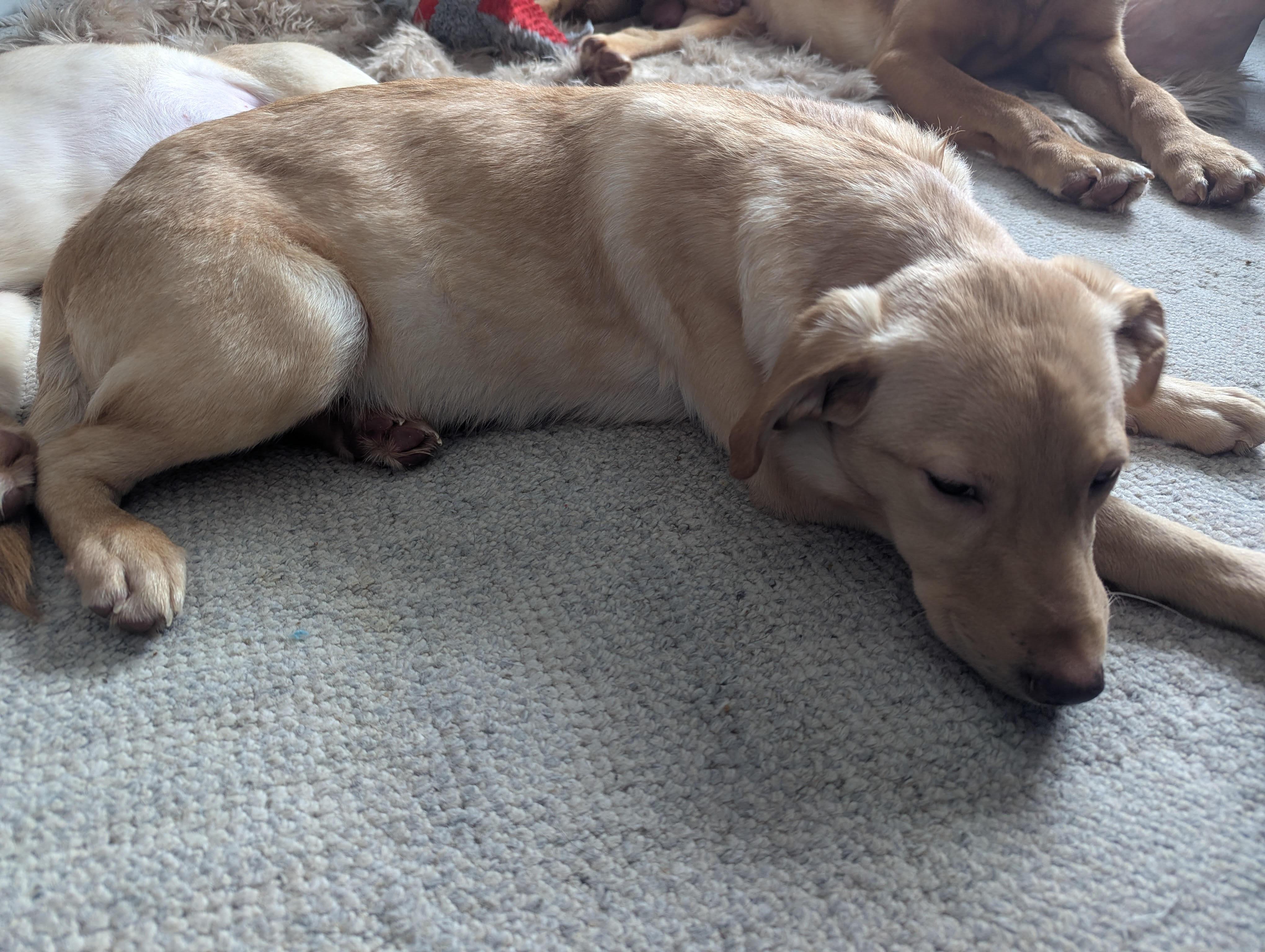 Enlarge Nala, an adopted mixed breed in Monticello, MN image 3/5