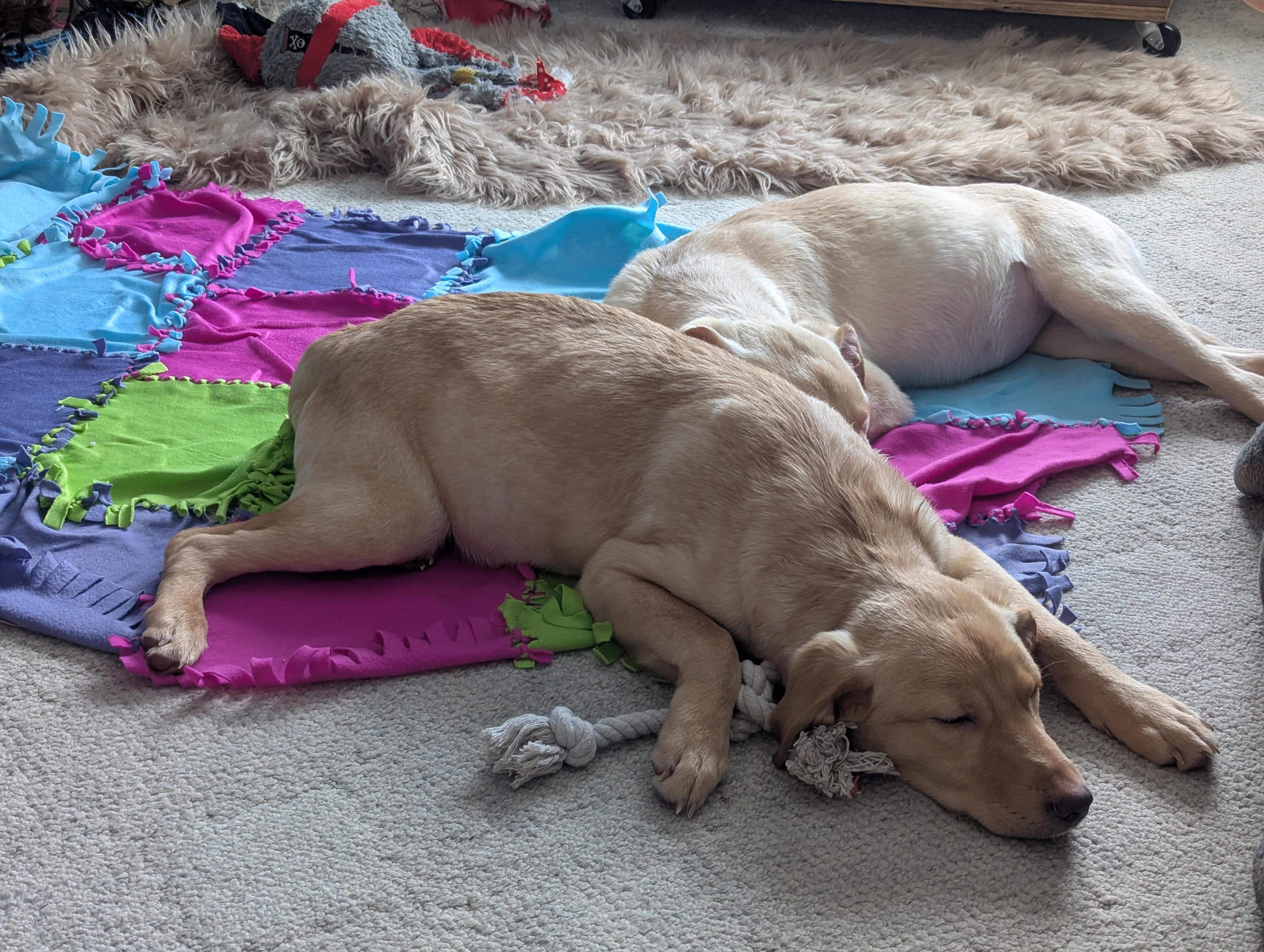 Enlarge Nala, an adopted mixed breed in Monticello, MN image 2/5