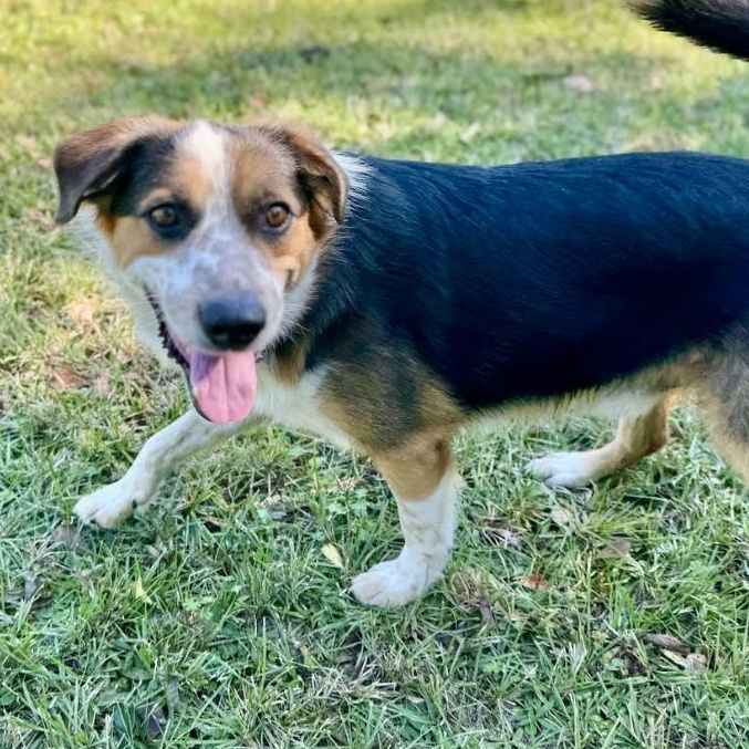 Jayden, a Adoptable mixed breed in New Haven, CT image 5/6