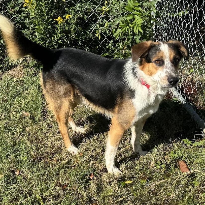 Jayden, a Adoptable mixed breed in New Haven, CT image 2/6