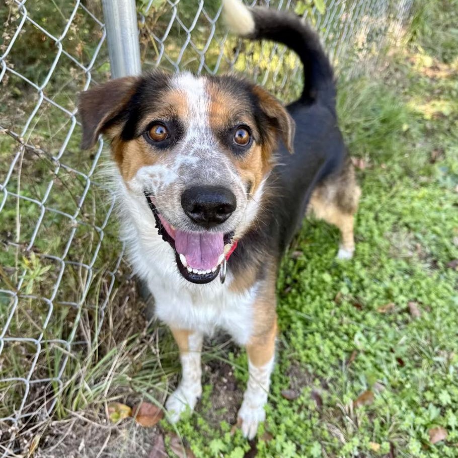 Jayden, a Adoptable mixed breed in New Haven, CT image 4/6