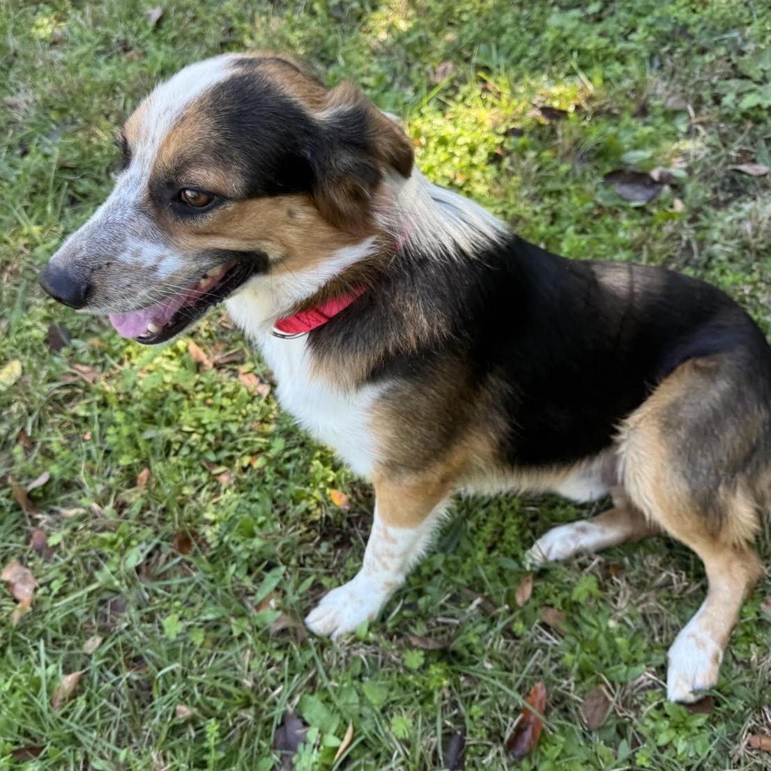 Jayden, a Adoptable mixed breed in New Haven, CT image 3/6