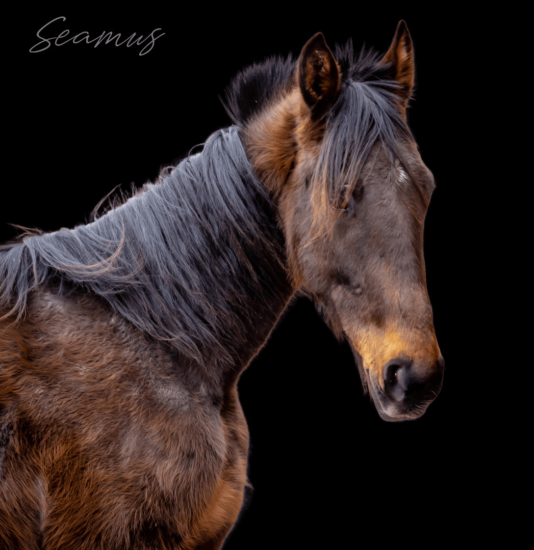 Seamus (Currently Under Evaluation), Adoptable, Adult Male Standardbred.