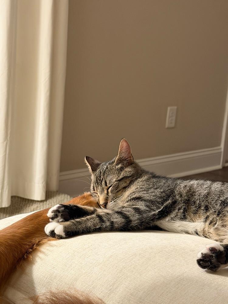 Enlarge Wren, a Adoptable Domestic Short Hair in Statesboro, GA image 4/6