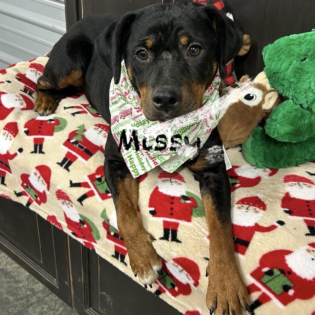 Enlarge Missy, a Adoptable Rottweiler in Princeton, KY image 1/3