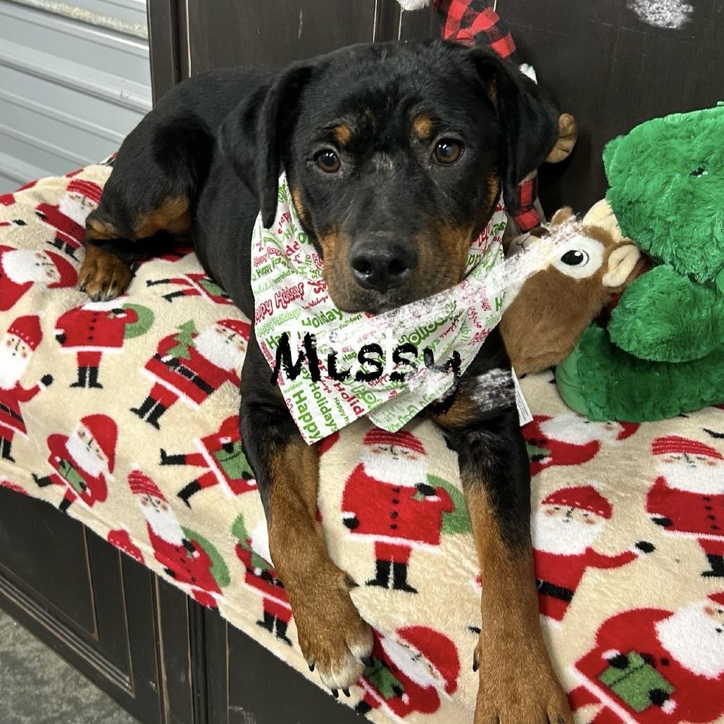 Enlarge Missy, a Adoptable Rottweiler in Princeton, KY image 2/3