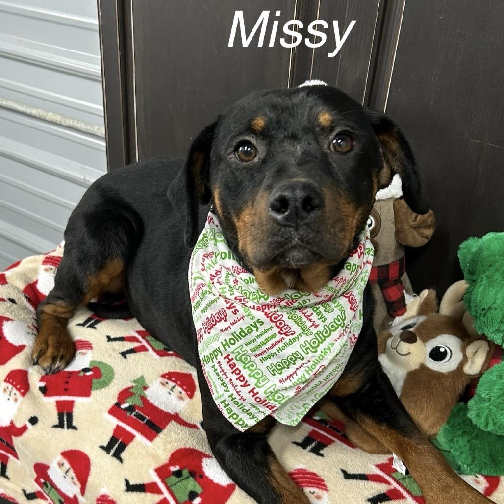 Enlarge Missy, a Adoptable Rottweiler in Princeton, KY image 3/3