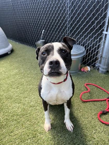 Jersey, Adoptable, Adult Female Mixed Breed & Mixed Breed.