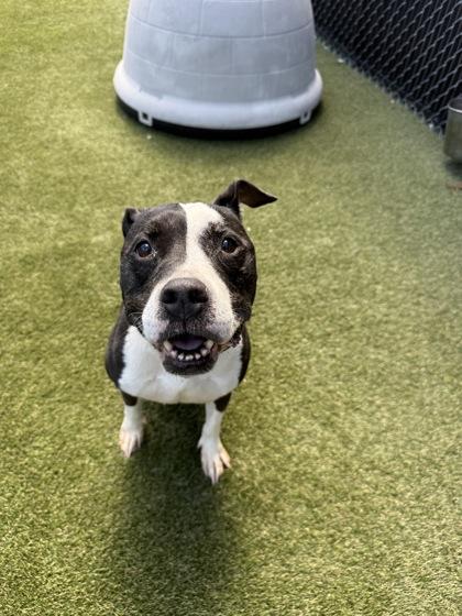 Jersey, a Adoptable mixed breed in Lafayette, IN image 2/3
