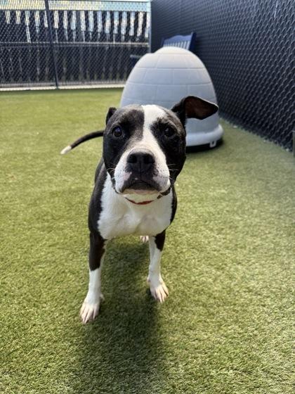 Jersey, a Adoptable mixed breed in Lafayette, IN image 3/3