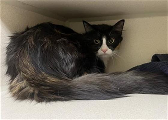 MINI, Adoptable, Young Female Domestic Medium Hair.