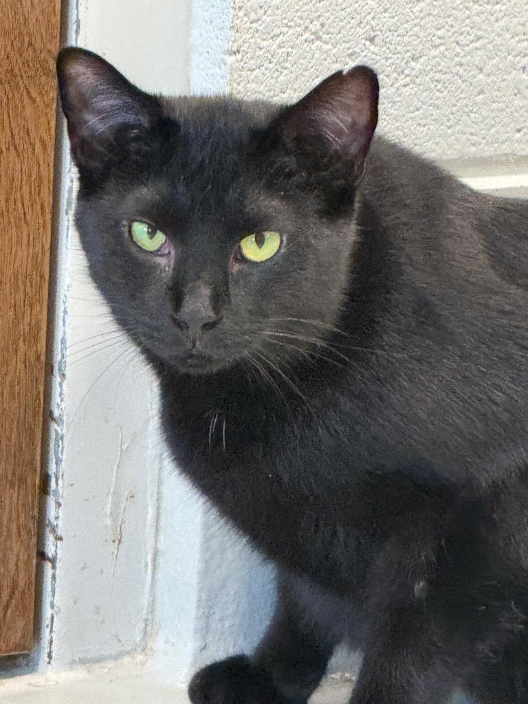 Enlarge O'Malley, a Adoptable mixed breed in Dalton, GA image 1/3