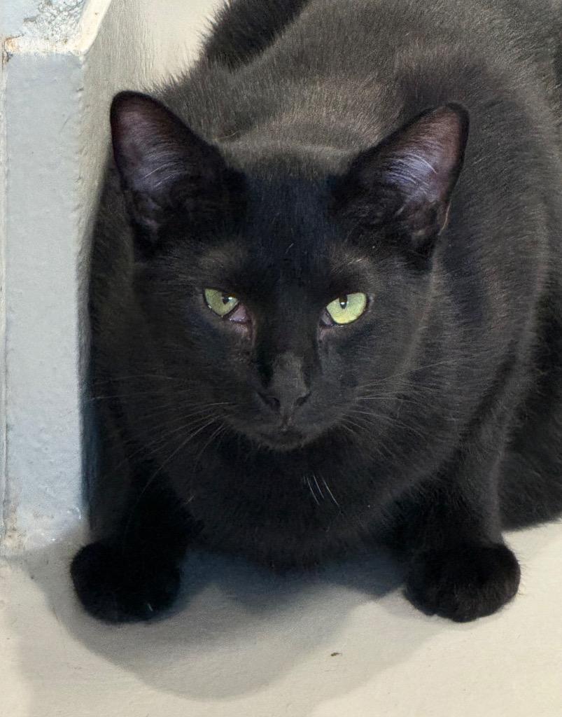Enlarge O'Malley, a Adoptable mixed breed in Dalton, GA image 2/3