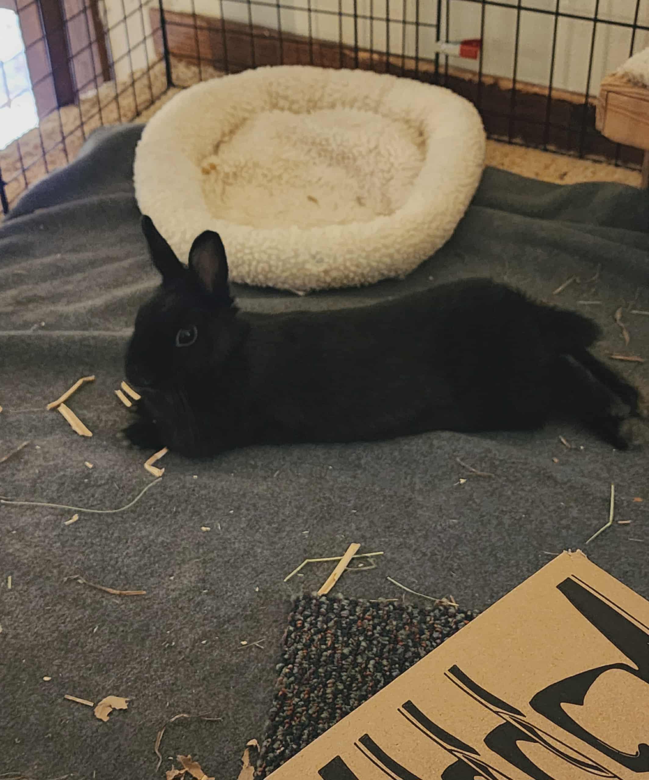 Shadow (Milwaukee/Waukesha area), a Adoptable Dwarf in Deerfield, WI image 1/4