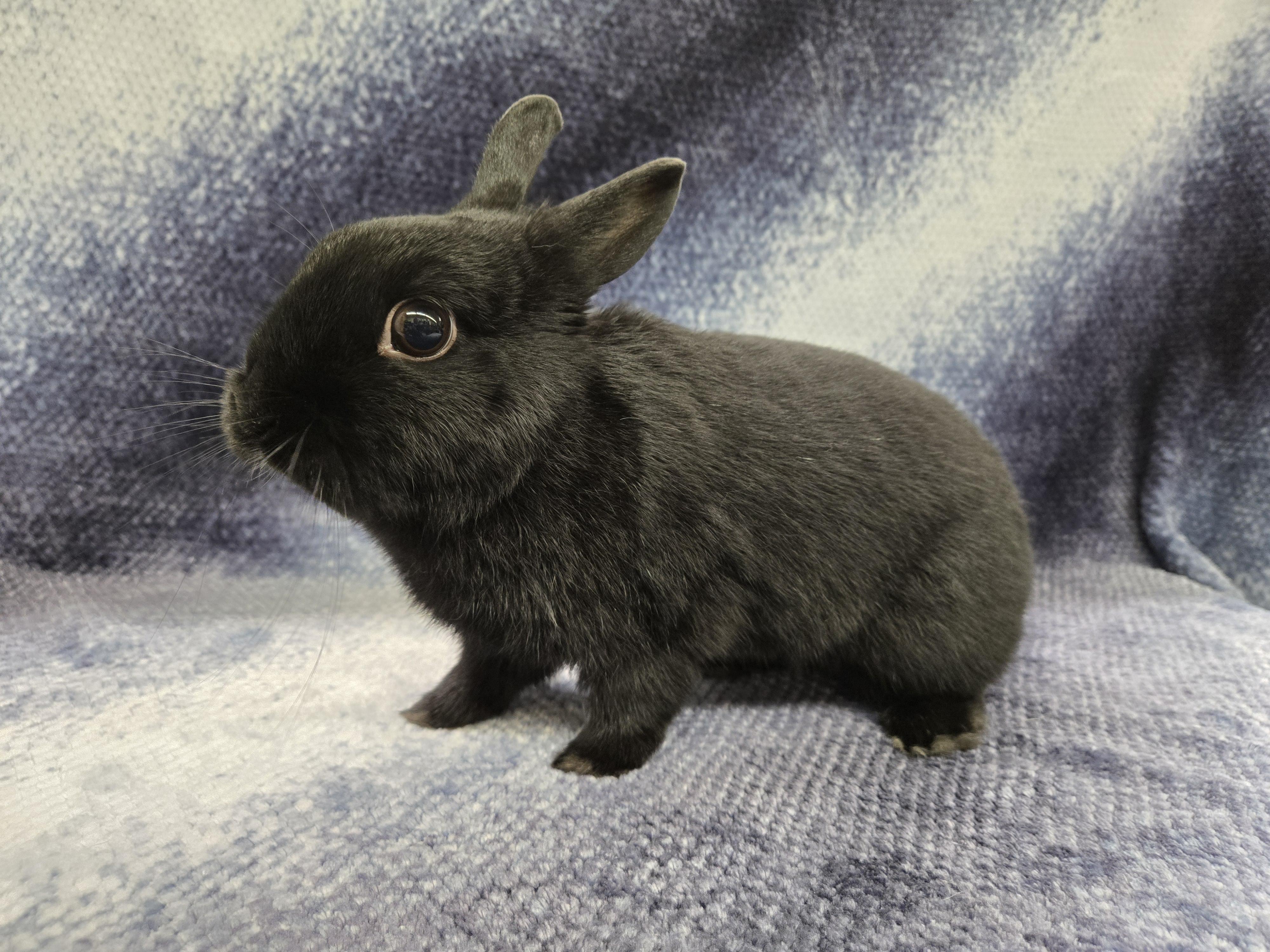 Shadow (Milwaukee/Waukesha area), a Adoptable Dwarf in Deerfield, WI image 2/4