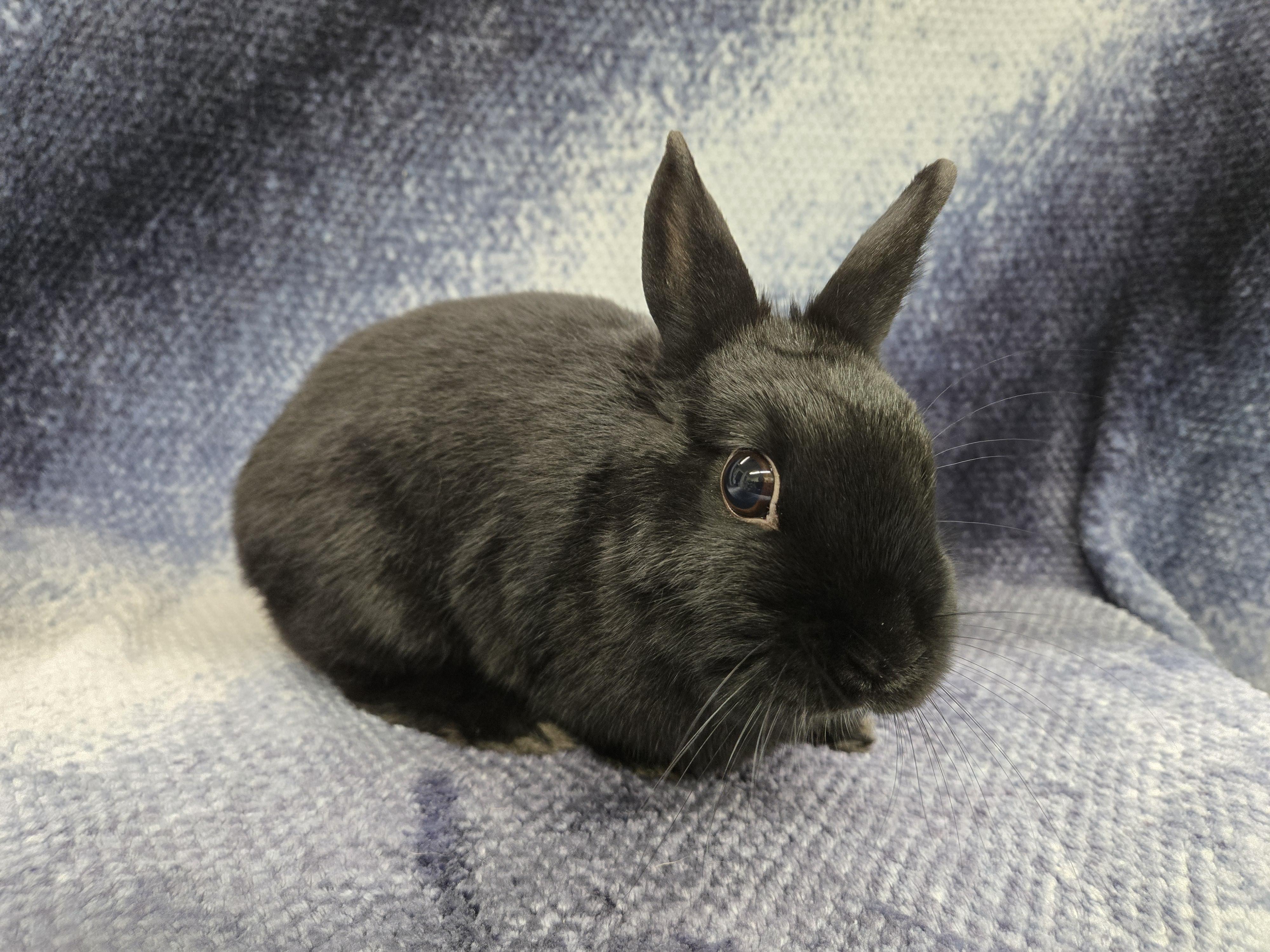 Shadow (Milwaukee/Waukesha area), a Adoptable Dwarf in Deerfield, WI image 3/4