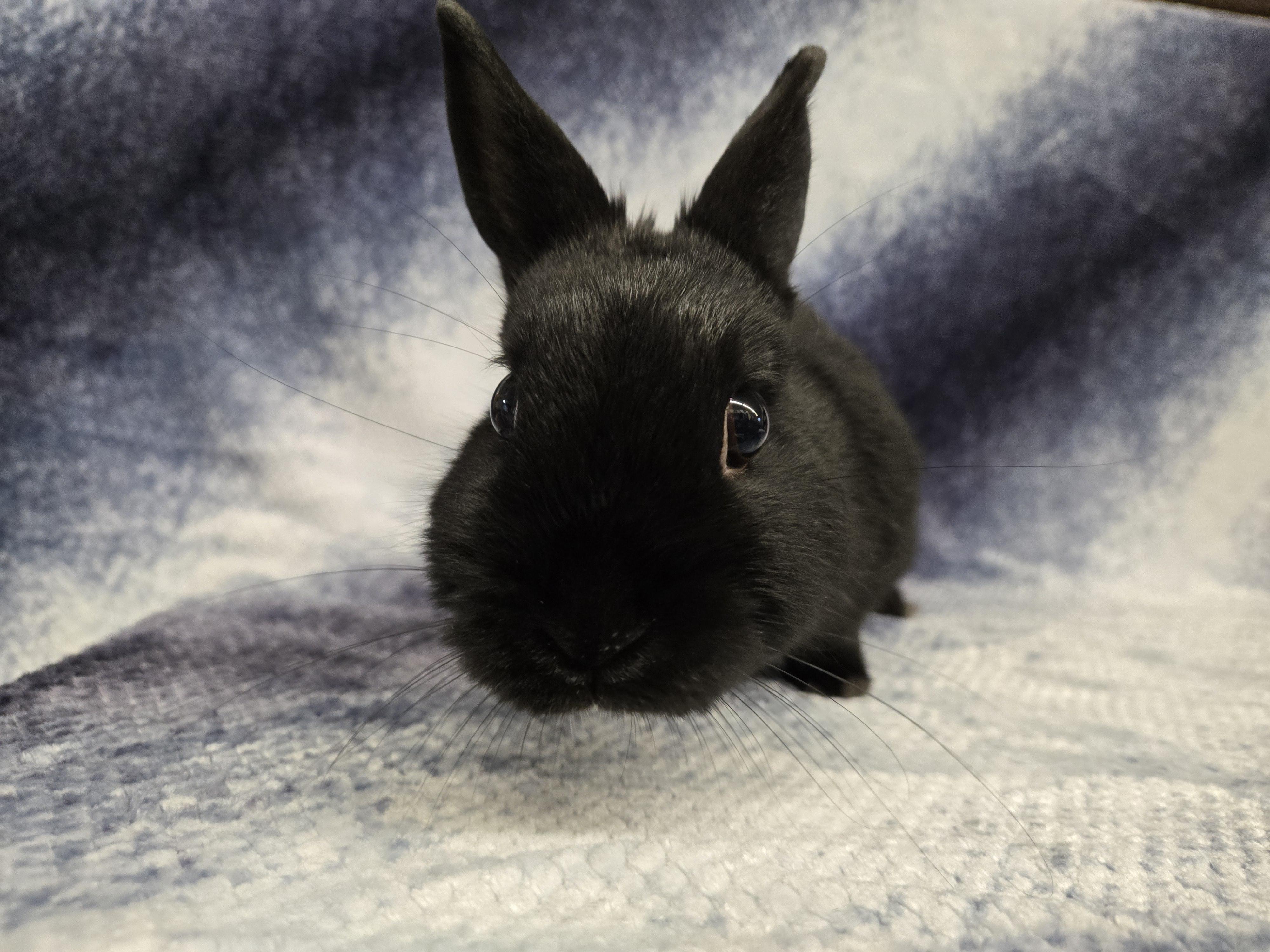 Shadow (Milwaukee/Waukesha area), a Adoptable Dwarf in Deerfield, WI image 4/4